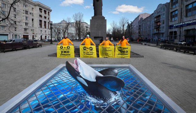 Más de 1,4 millones de personas, entre ellos el actor Leonardo DiCaprio, firmaron una petición en el sitio change.org para pedir la liberación en mar abierto de estas 11 orcas y 93 belugas. EFE