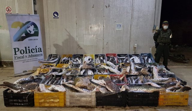 Un cargamento de 1.8 toneladas de pescado de contrabando.
Policía