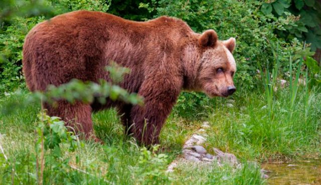 De acuerdo con sus datos, alrededor de 45 osos habitan en la parte central de los Pirineos francoespañoles y otros cuatro en la vertiente occidental. Imagen referencial