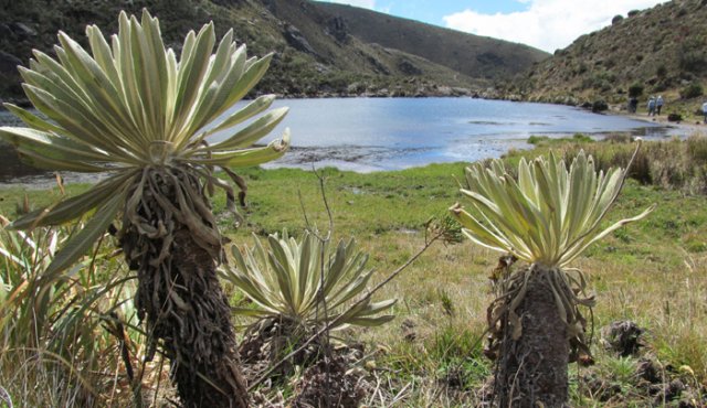 Lozano Picón, a su vez, aclaró que otro ejercicio diferente es la solicitud de la empresa Minesa para una licencia ambiental para la explotación de oro, responsabilidad que recae sobre Autoridad Nacional de Licencias Ambientales, Anla. Colprensa