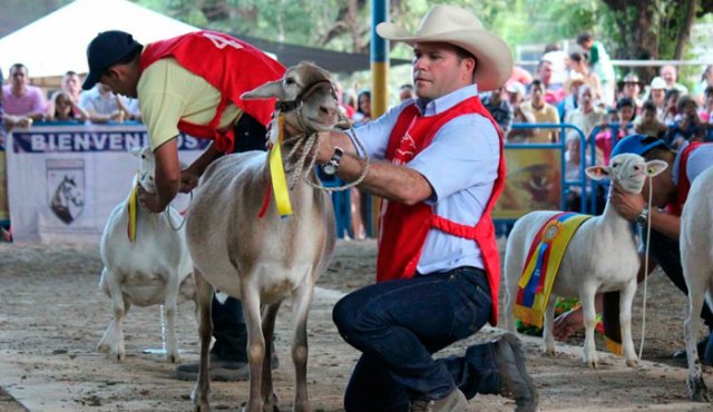 Los juzgamientos de ovino y bovino son de los más esperados en la 56 Feria Agropecuaria y Equina de Cúcuta. Archivo