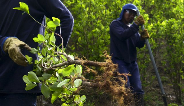 Según la ONU, el país aún está en los niveles más altos de hojas de coca cultivados. Archivo