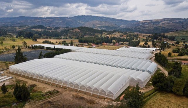 Para montar un invernadero de 5.000 plantas de cannabis no psicoactiva, la inversión promedio está entre 200 a 500 millones de pesos.
Archivo