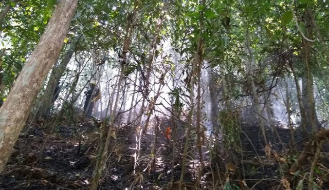 En El Zulia y Sardinata se han presentado los incendios más fuertes en lo corrido del presente año, con más de 80 hectáreas de bosque destruidas.
Cortesía