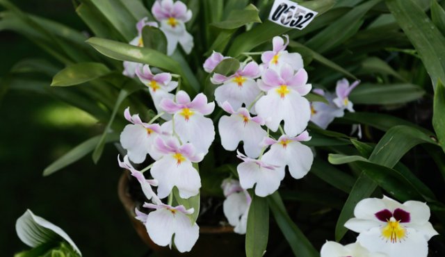 Las especies con mayor riesgo de desaparecer son la 'Odontoglossum crispum' y la 'Cattleya Trianae', esta última es considerada la flor nacional de Colombia. Colprensa