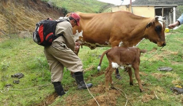 La iniciativa busca mejorar la raza del ganado bovino en la región para aumentar la producción de leches. Archivo