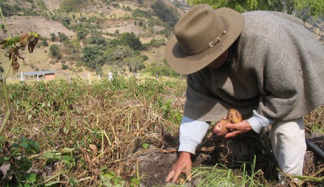 En Boyacá la papa no está creciendo de la manera regular, a causa del clima. Archivo