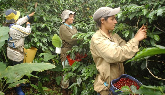 Sector agrícola. Archivo La Opinión