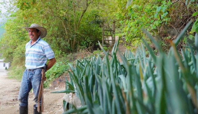 La gobernación de Norte de Santander y alcaldía de Ocaña implementa un programa agropecuario encaminado a comprar las cosechas a los campesinos y facilitar la comercialización durante la pandemia.
Cortesía