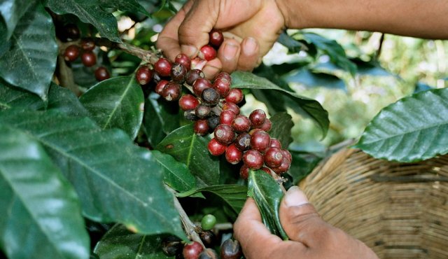 Se espera que esta ayuda impulse la comercialización de café en mercados nacionales e internacionales. Colprensa.