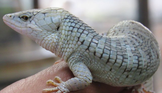 Pequeño lagarto de la especie anadia pamplonensis Dum 1944, endémica para Norte de Santander. Roberto Ospino
