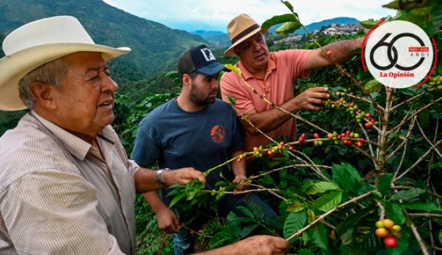 El café fue uno de los principales dinamizadores de la economía regional. Archivo La Opinión