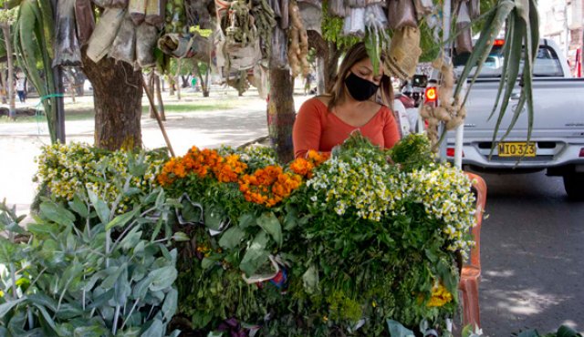 Los supuestos efectos curativos de plantas como la moringa en personas con coronavirus son aceptados por los habitantes de Cúcuta. Luis Alfredo Estévez