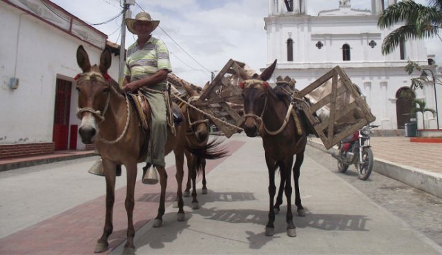 En pleno siglo XXI cuando los avances de la tecnología están en furor, campesinos de la provincia de Ocaña ubicados en lejanas veredas reviven la arriería para transportar los productos agrícolas Cortesía