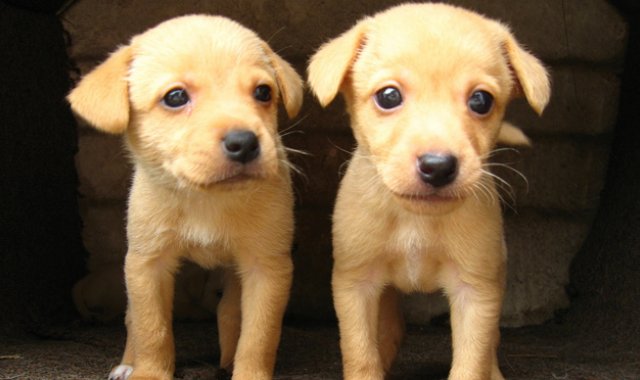 Foto flickr.com/  Sebastián Dario