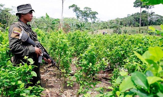 La APC sugirió al Gobierno desechar cualquier intención de retomar las aspersiones áreas con glifosato. Internet