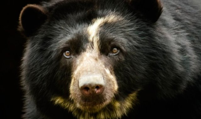 Oso de anteojos. Internet