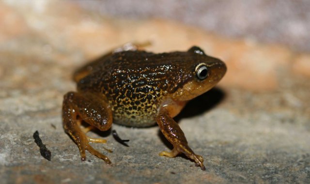 Instituto Alexander von Humboldt