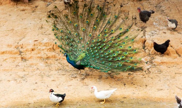 Luis Alfredo Estévez