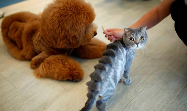 Lacasadelcurioso.com