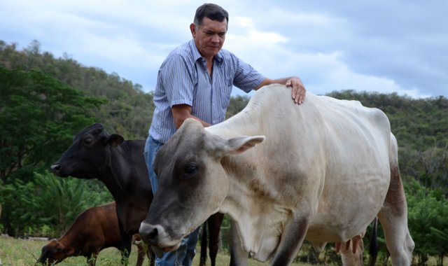 Bustos confesó que cuando estuvo separado de sus vacas le dolía todo, pero después de que se las entregaron cesaron los dolores. Dice que nunca perdió la fe de volver a verlas. La Opinión