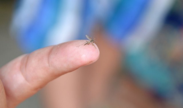 Investigadores se concentraron en las células destinadas a convertirse en neuronas, el equivalente de las células madre para el cerebro. Archivo La Opinión