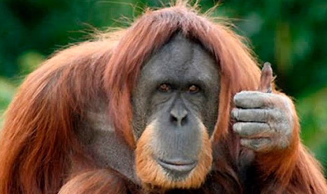 Internet | Referencial