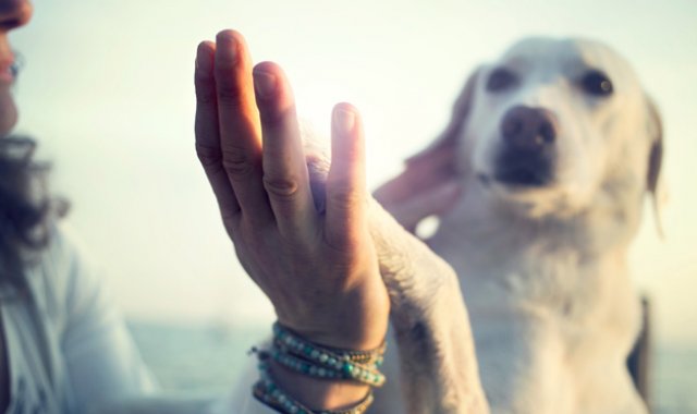 Recientes estudios ponen a prueba la memoria episódica en los perros. Advantix.es