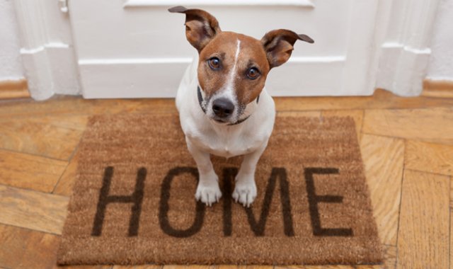 No todo lo que hacemos para cuidar a los perros puede resultar ameno para ellos. Tomada de Internet