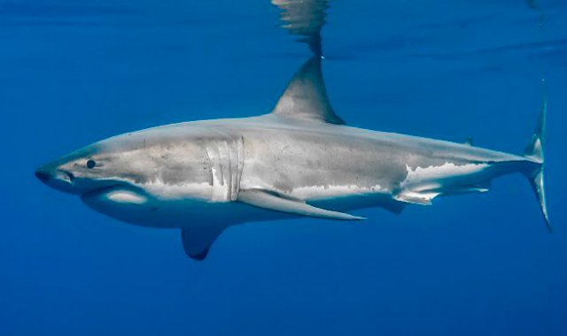 Internet | Referencial