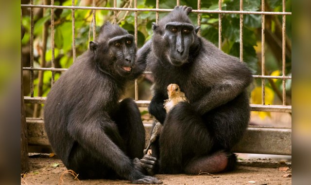 Niv, una joven macaca negra de Indonesia con ansias de maternidad, adoptó a un pollo AFP