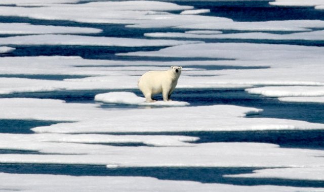 Tras el deshielo, los osos polares suelen descansar entre agosto y noviembre en la isla de Wrangel, en el mar de Chukchi (noreste de Siberia). Archivo | Referencial