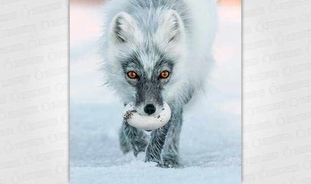 Sergey Gorshkov-National Geographic
