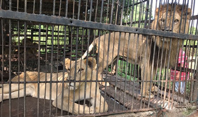 Los leones que viajaron a México, dos machos y cuatro hembras, se ubicarán en el Gran Santuario de Felinos con sede en esa ciudad. Colprensa