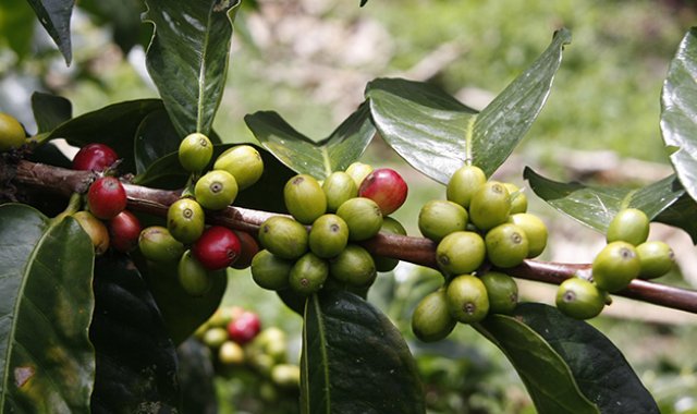 Uno de los destinos preferidos por los venezolanos que buscan la salida a la crisis humanitaria de su país es el llamado Eje Cafetero de Colombia. Archivo La Opinión