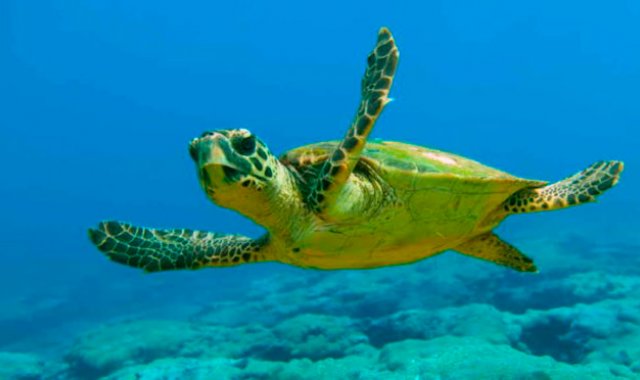 Internet | Referencial