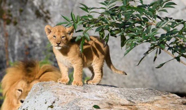 Facebook Borås Djurpark