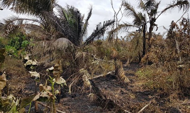 Junto con Nariño y Chocó el departamento es uno de los de mayores reducciones en superficie deforestada. Colprensa