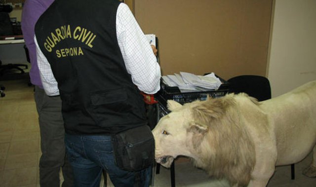 Entre la lista publicada figuran 27.000 reptiles, 4.000 pájaros, 14 felinos y 48 primates vivos. Tomada de Interpol