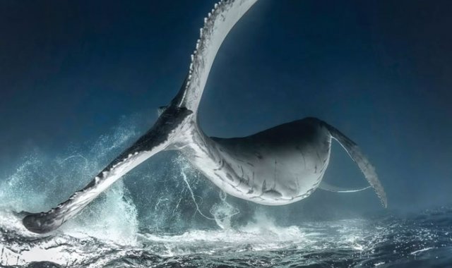 Rodney Bursiel ,Tonga