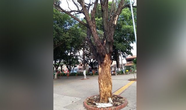 Responsabilizaron al alcalde César Rojas. César Obando