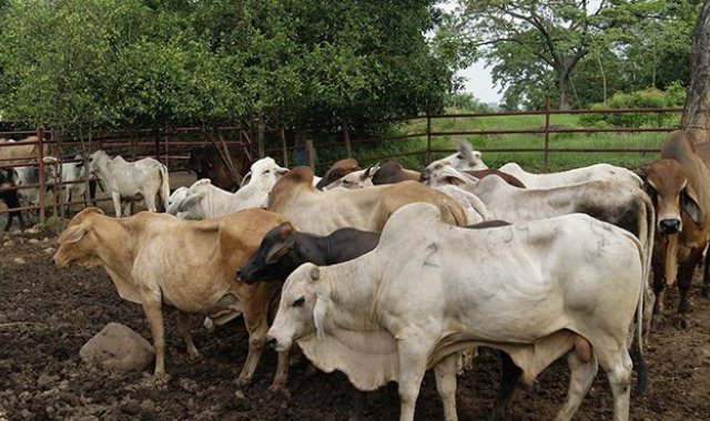 Archivo / La Opinión