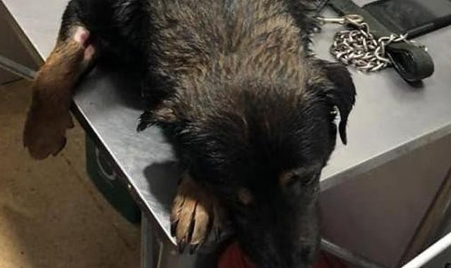 Fundación Huellitas de Yarumal