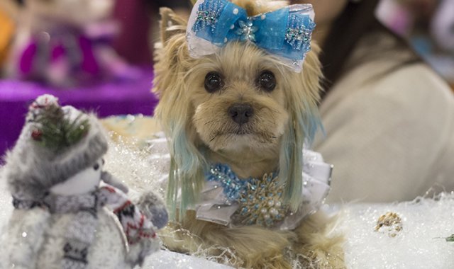 En esta edición se amplía el número de actividades que los visitantes pueden compartir con sus mascotas. AFP