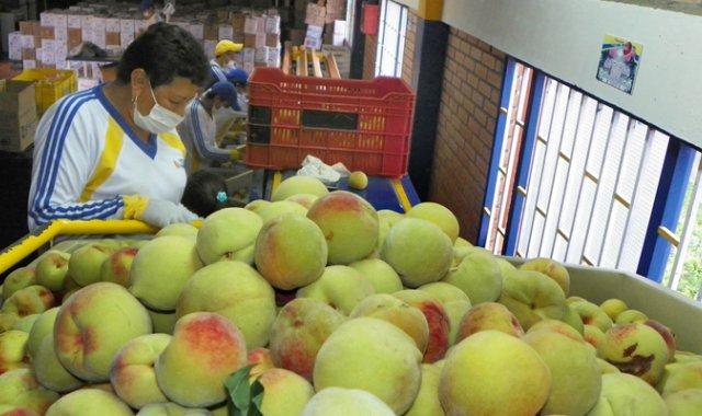 A través de insumos y asistencia técnica. Archivo