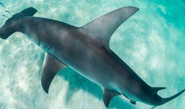 En el pasado mes de mayo, Costa Rica declaró al Golfo Dulce como santuario del tiburón martillo @alexkyddphoto