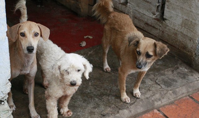 Mario Caicedo / La Opinión