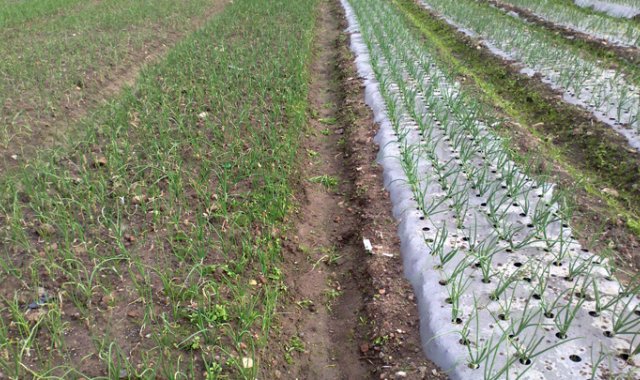En la provincia se estima que hay 1.800 hectáreas destinadas para el cultivo de cebolla. Entre febrero y mayo se da la primera cosecha del año. Cortesía
