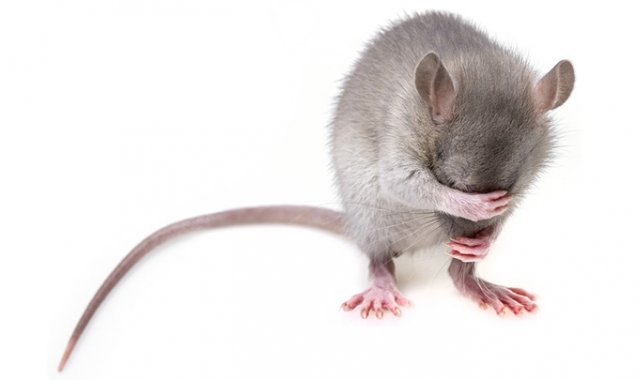 Pixabay / Referencial