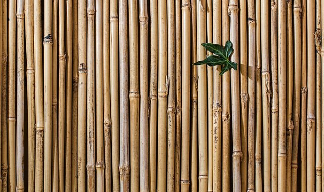 Pixabay / Referencial 